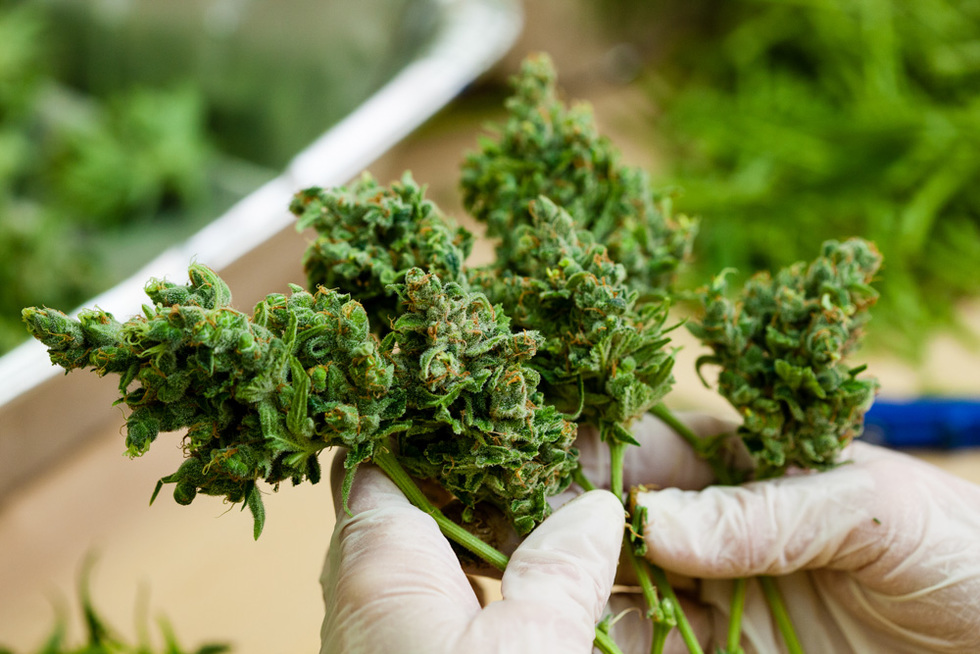 Buy Weed Online Australia with Weed Man Aussie – Fast Shipping on Flowers, Oils, Vapes &amp; Edibles Nationwide