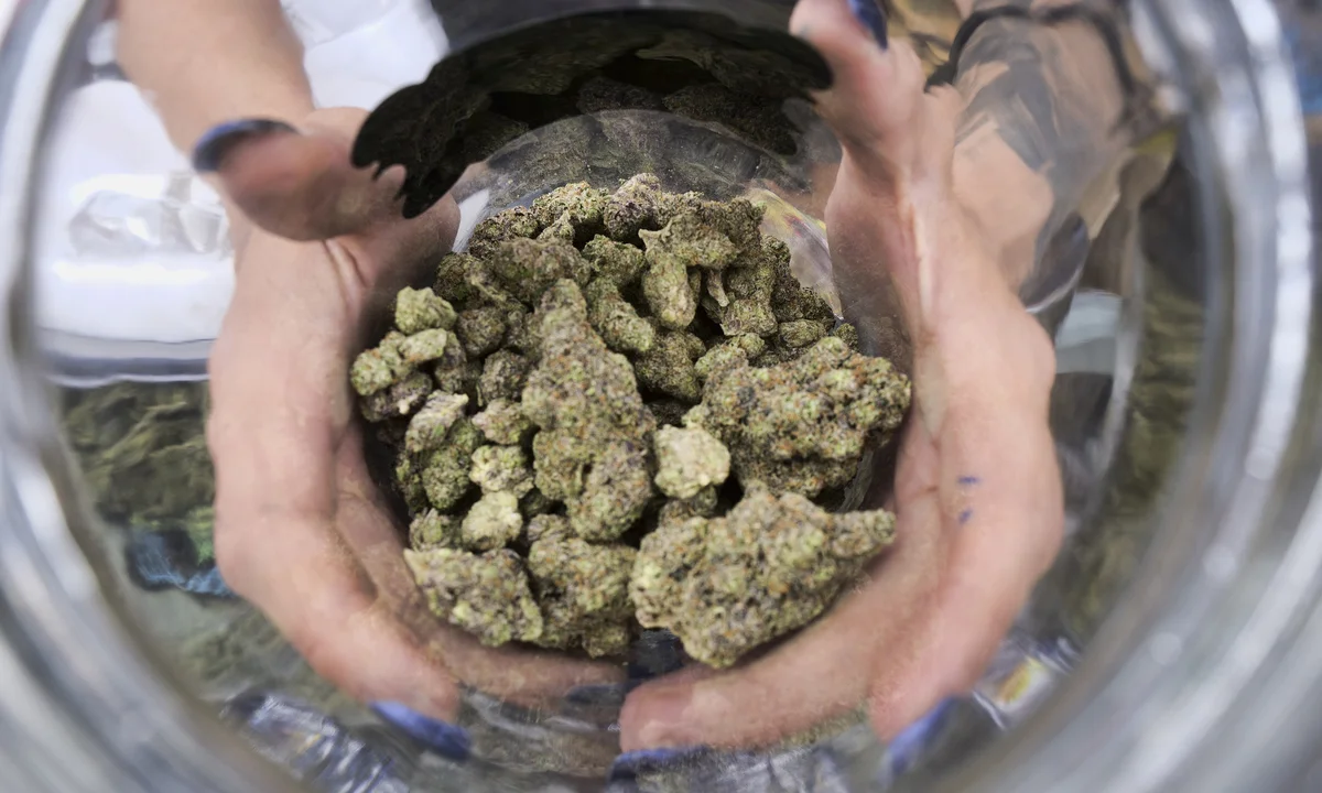 Calidad visual y aromas intensos disponibles con CBD flowers wholesale de La Cosechera